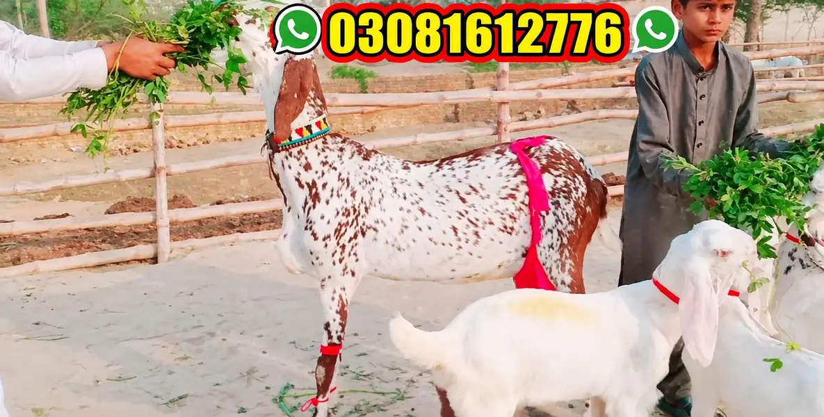 Makkah chini Bakri 3 Bacchon Ka Sath Urgent for sale _ O3O8I6I2776 — photo 2