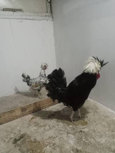 Polish pair for sale