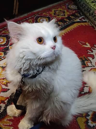 White Persian Cat (Male)