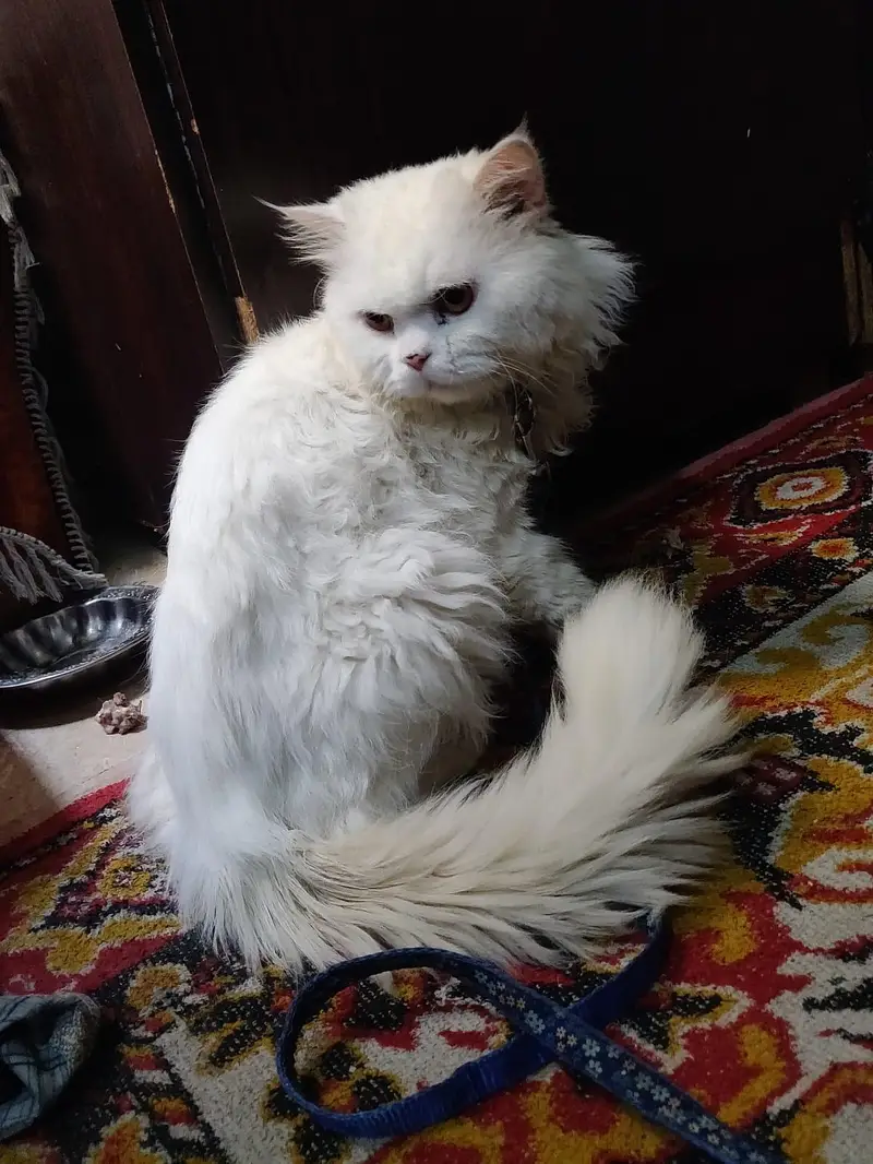 White Persian Cat (Male) — photo 2