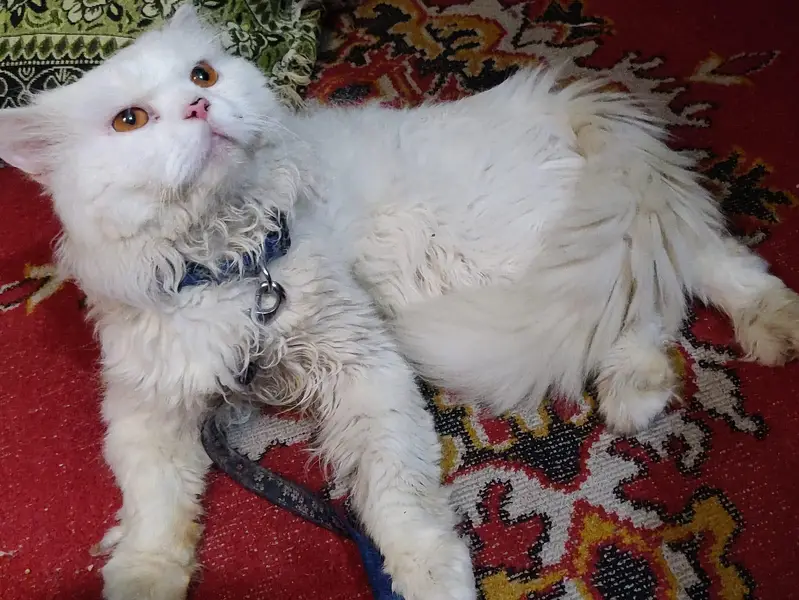 White Persian Cat (Male) — photo 3