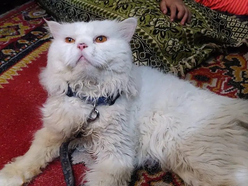 White Persian Cat (Male) — photo 4