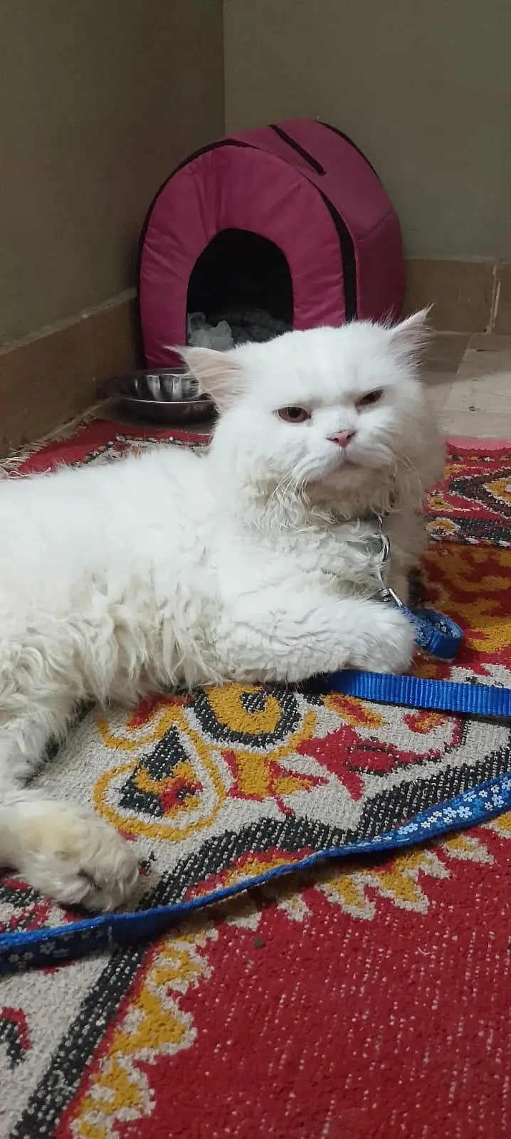 White Persian Cat (Male) — photo 5