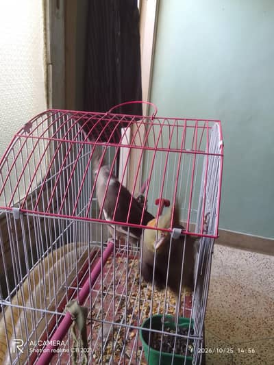 cocktail piar for sale exchange