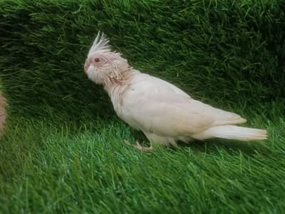 cockatiel chicks