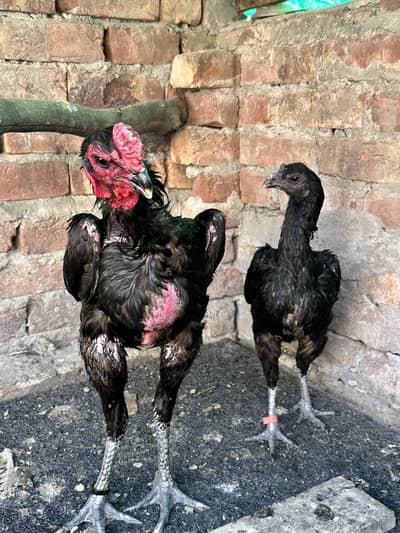 Dragon high Quality Pair For Sale