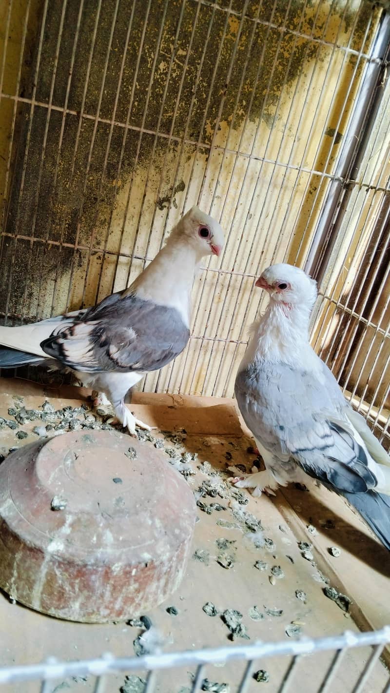 Sentient Blue Pair 1