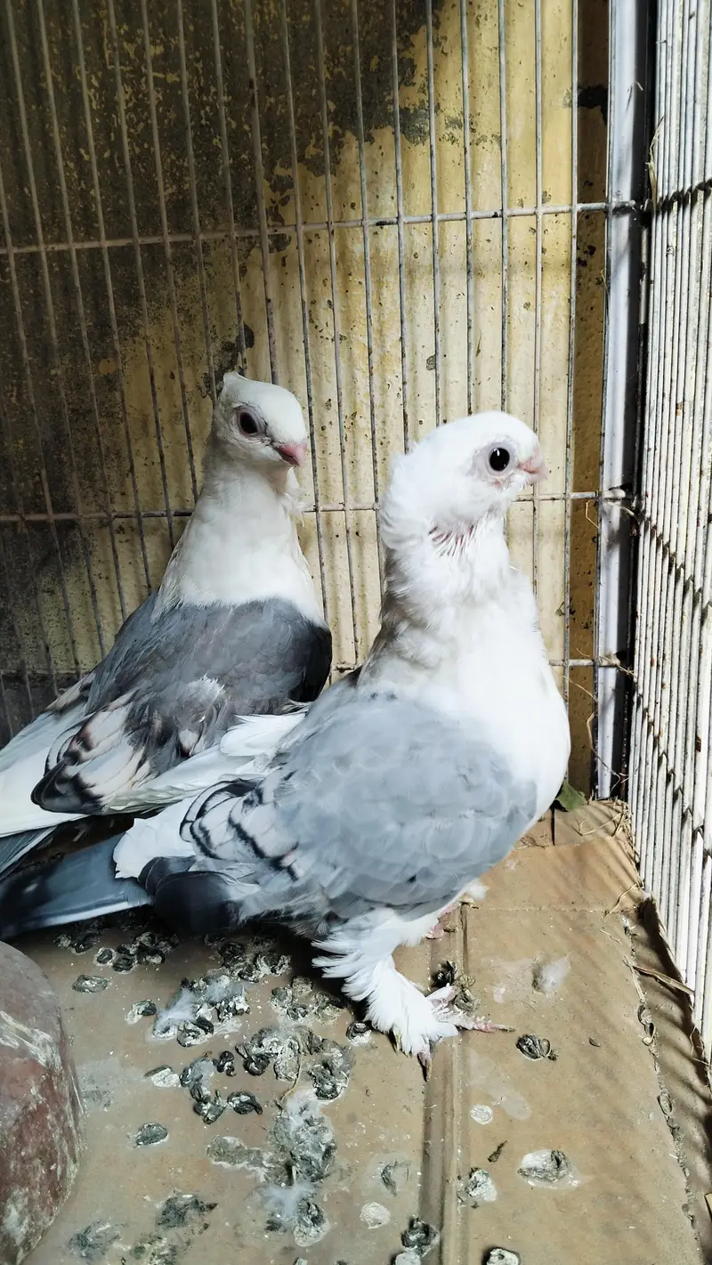 Sentient Blue Pair — photo 3