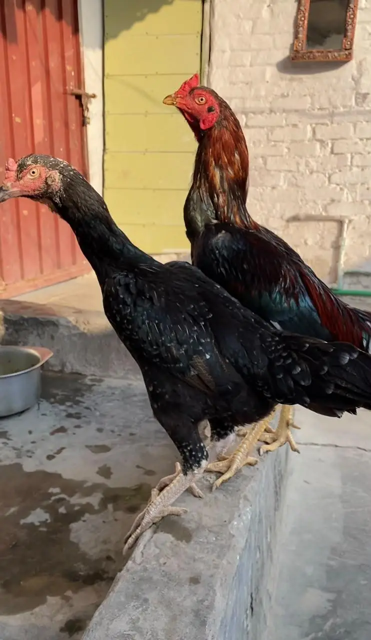 Add pura read krain aseel Sindhi Murga Shamo cross female"heera pathi — photo 2