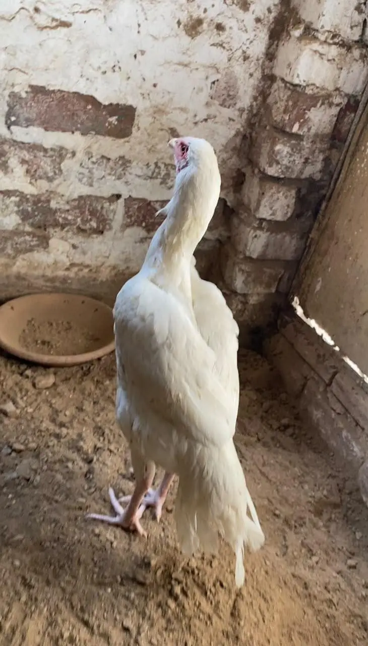 Add pura read krain aseel Sindhi Murga Shamo cross female"heera pathi — photo 3