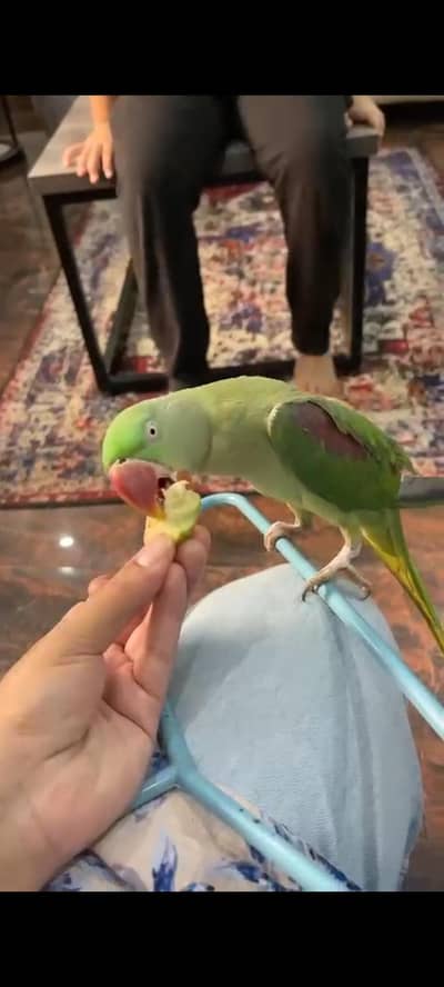 RAW Green parrot