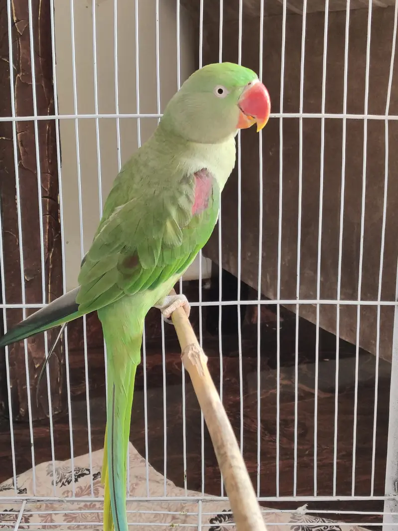 RAW Green parrot — photo 3