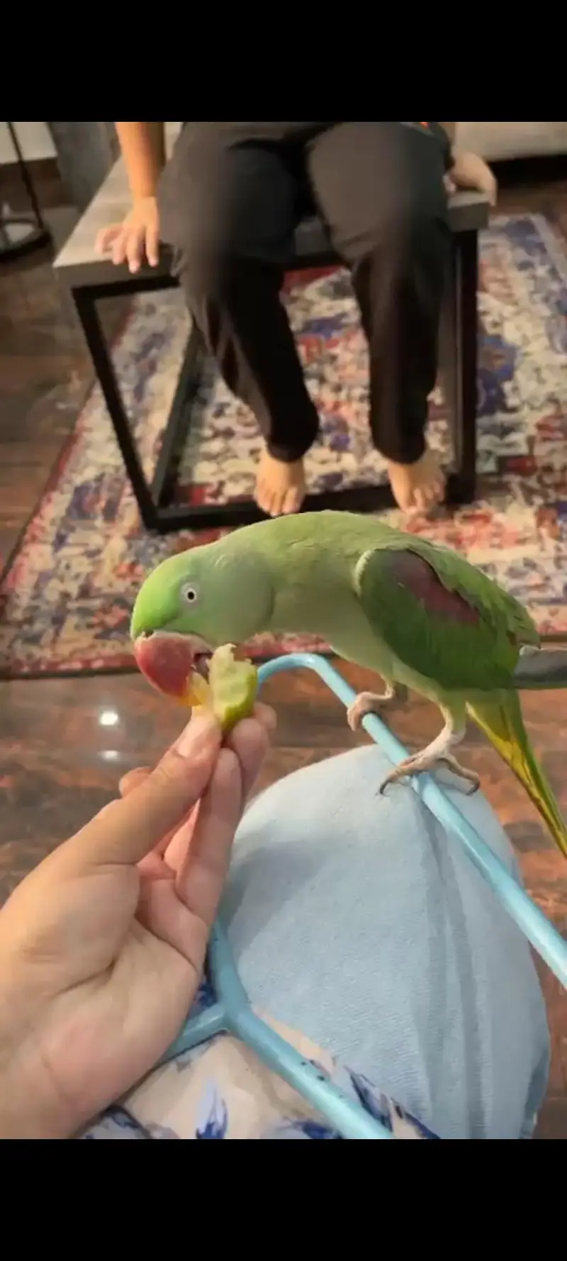 RAW Green parrot — photo 4