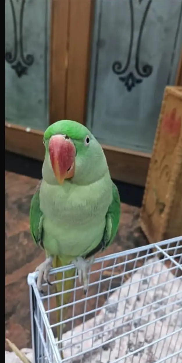 RAW Green parrot — photo 5
