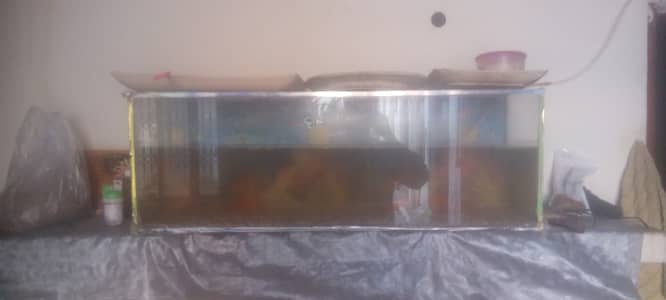 Fish aquarium tank