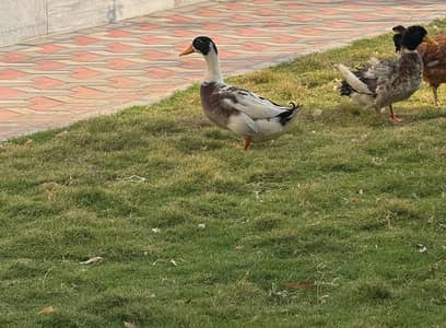 duck pair