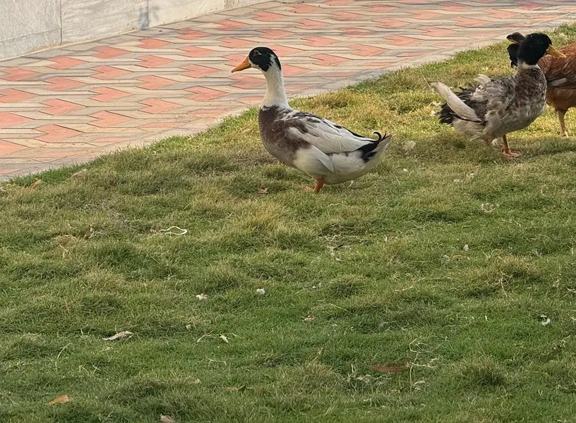 duck pair