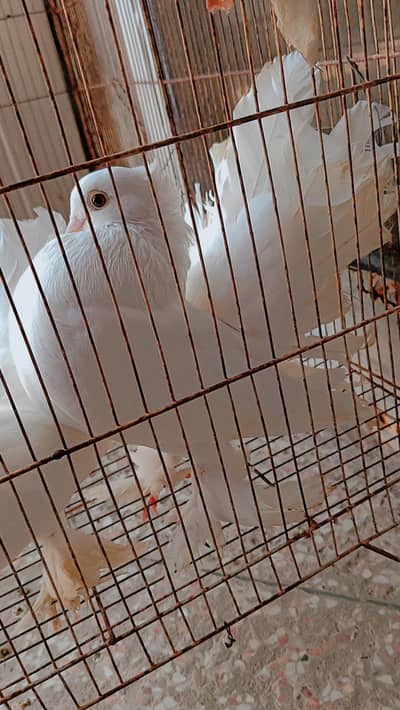 White lakhy kabooter full breeder pair hai Masha Allah