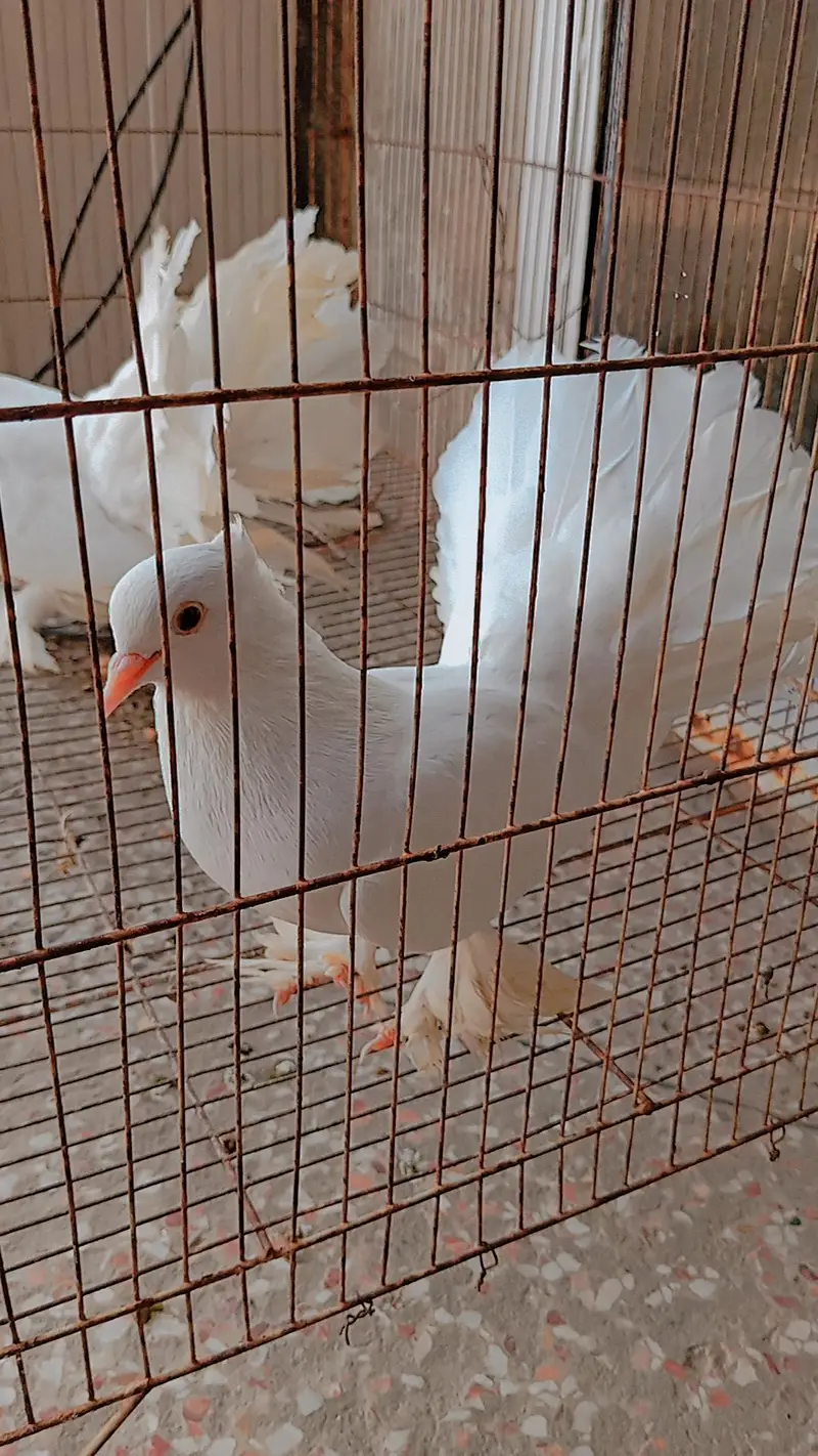 White lakhy kabooter full breeder pair hai Masha Allah — photo 2