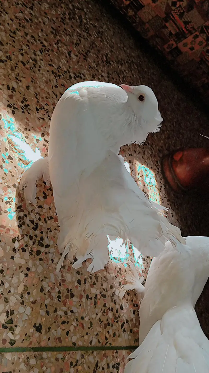 White lakhy kabooter full breeder pair hai Masha Allah — photo 3