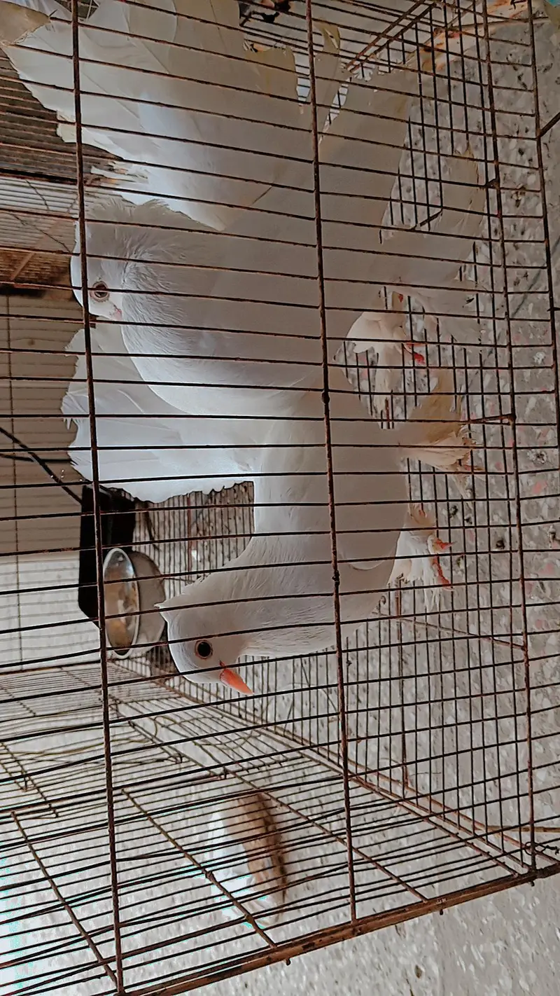 White lakhy kabooter full breeder pair hai Masha Allah — photo 5