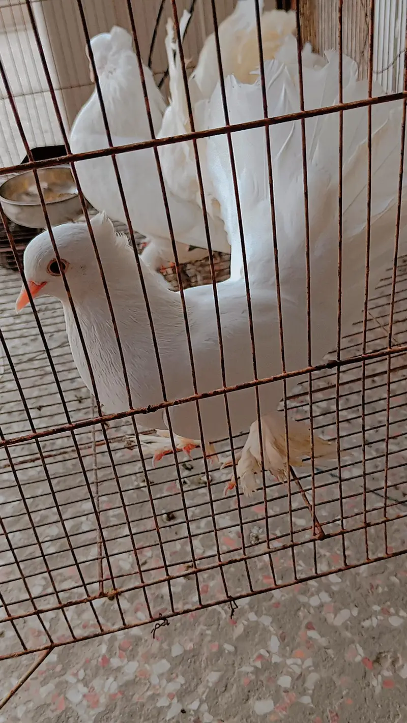 White lakhy kabooter full breeder pair hai Masha Allah — photo 6