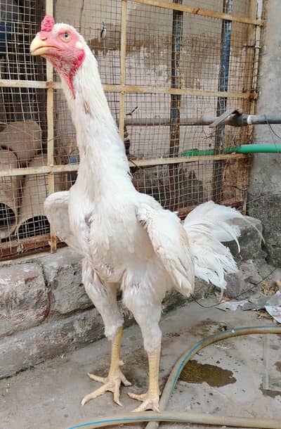 White Aseel for sale age