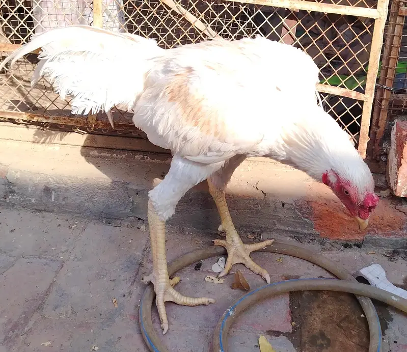 White Aseel for sale age — photo 2