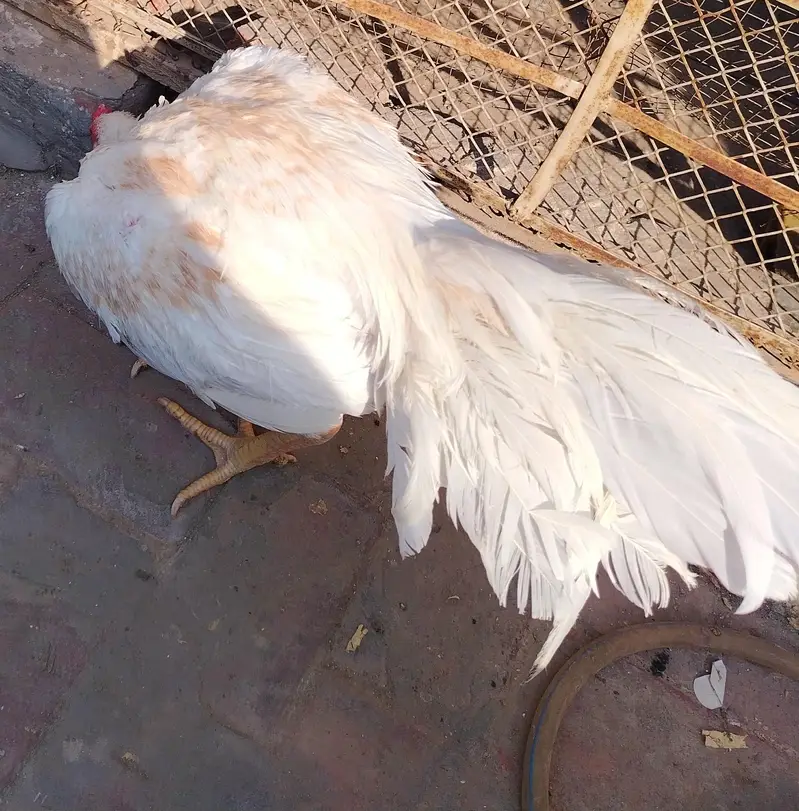 White Aseel for sale age — photo 3
