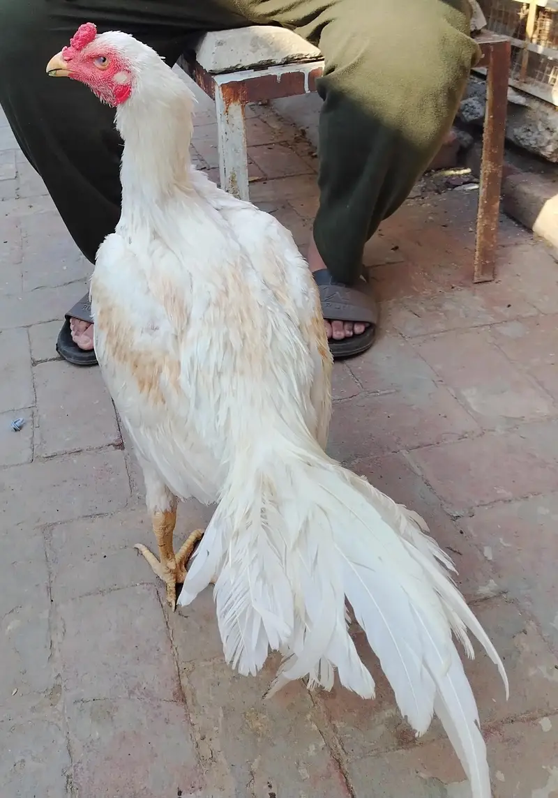 White Aseel for sale age — photo 4