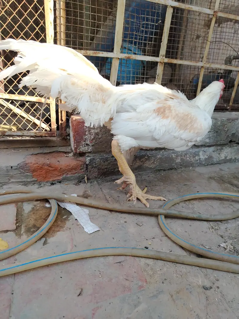 White Aseel for sale age — photo 5
