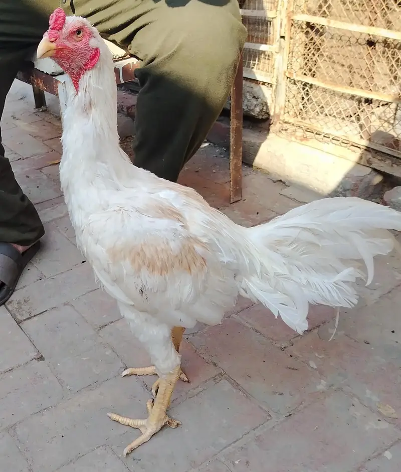 White Aseel for sale age — photo 6