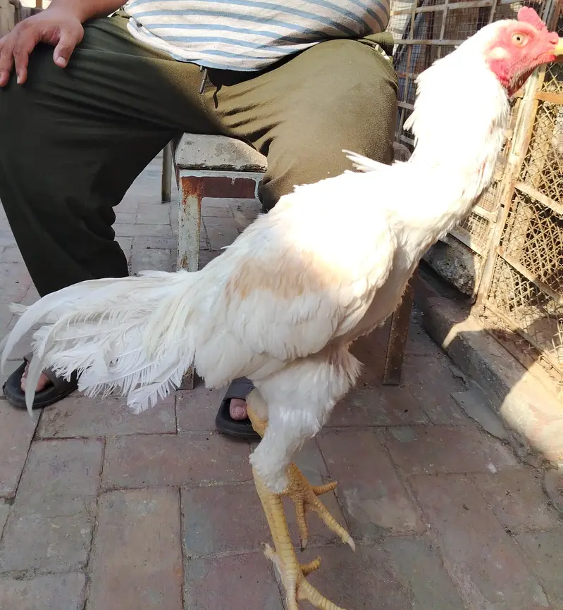 White Aseel for sale age — photo 7