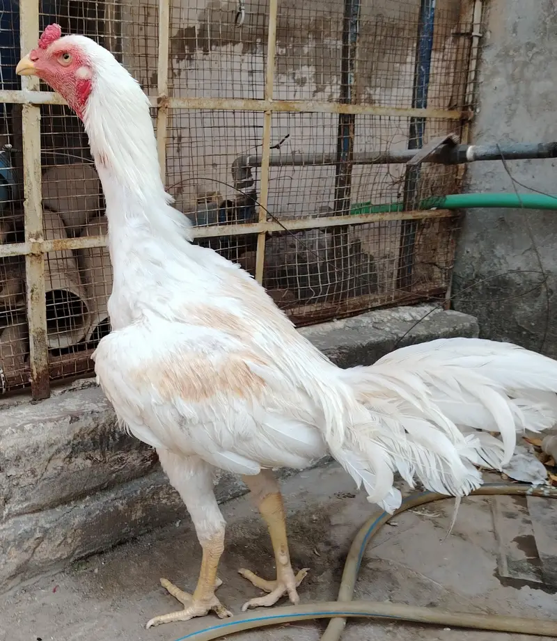 White Aseel for sale age — photo 8