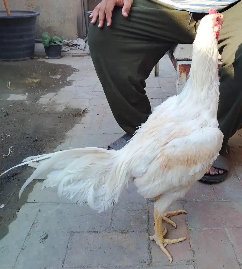 White Aseel for sale age — photo 9