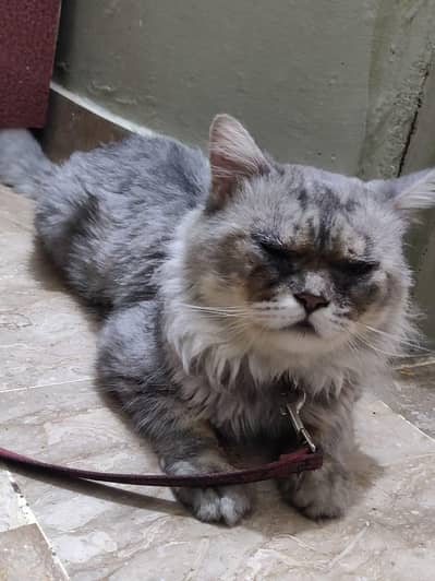 Grey Persian Cat (Male)