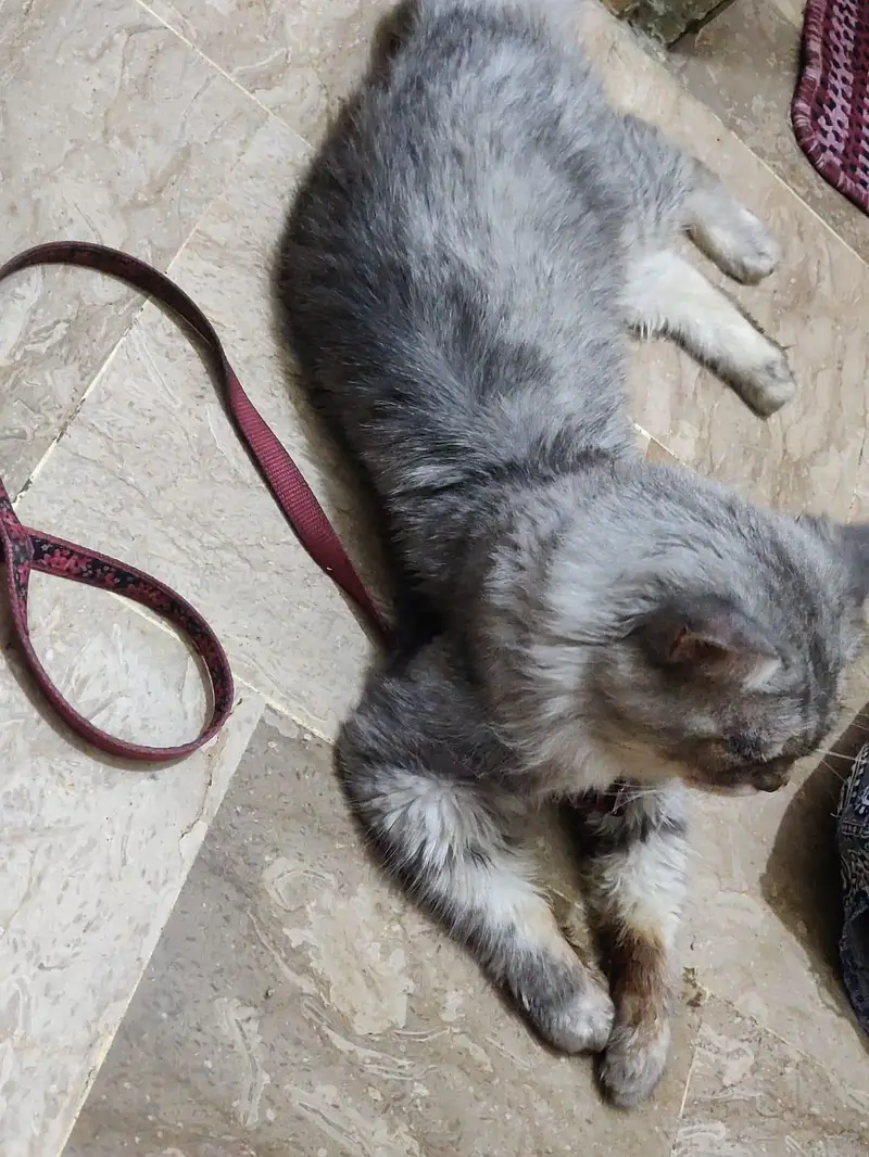 Grey Persian Cat (Male) — photo 2