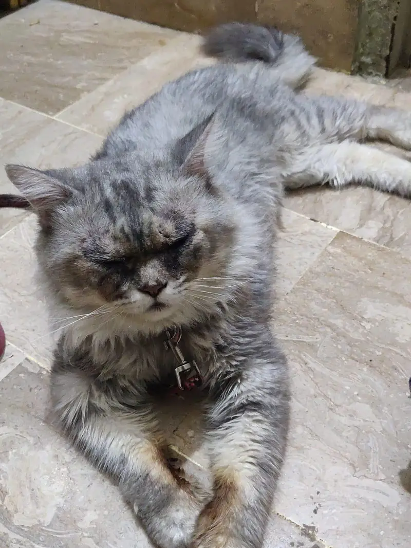 Grey Persian Cat (Male) — photo 3