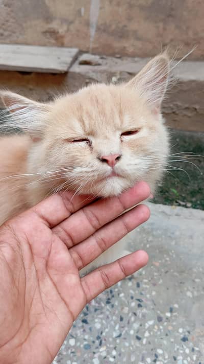 Double Coated Fluffy Persian Tom For Sale