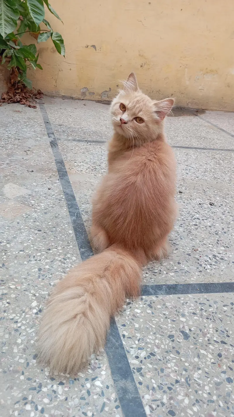 Double Coated Fluffy Persian Tom For Sale — photo 2