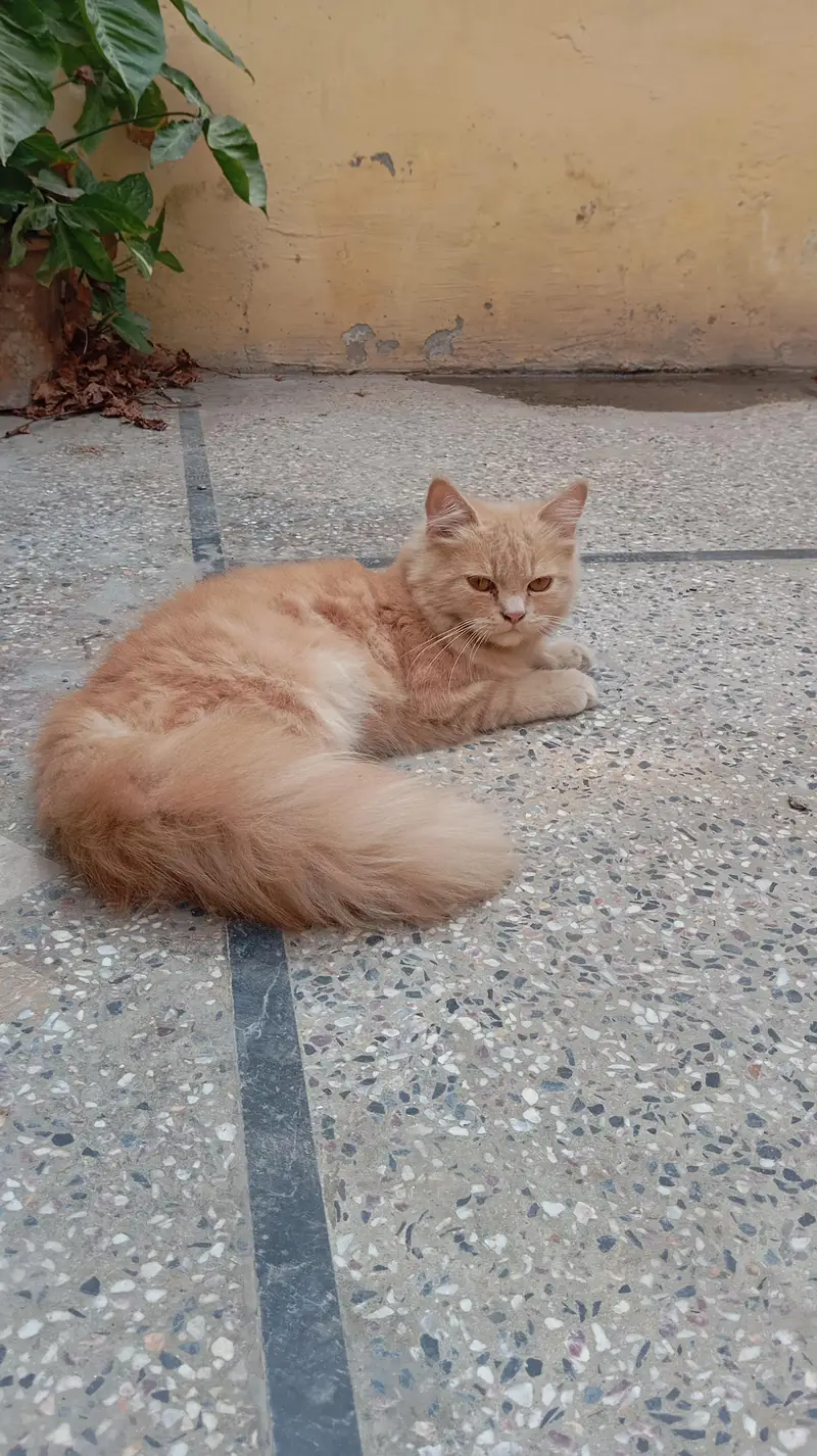 Double Coated Fluffy Persian Tom For Sale — photo 3