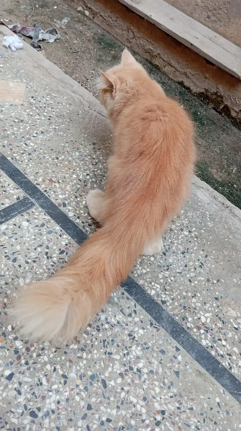 Double Coated Fluffy Persian Tom For Sale — photo 4