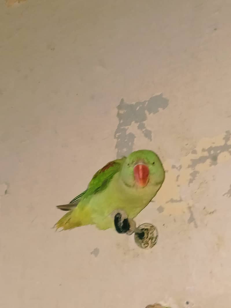 Row parrot 2
