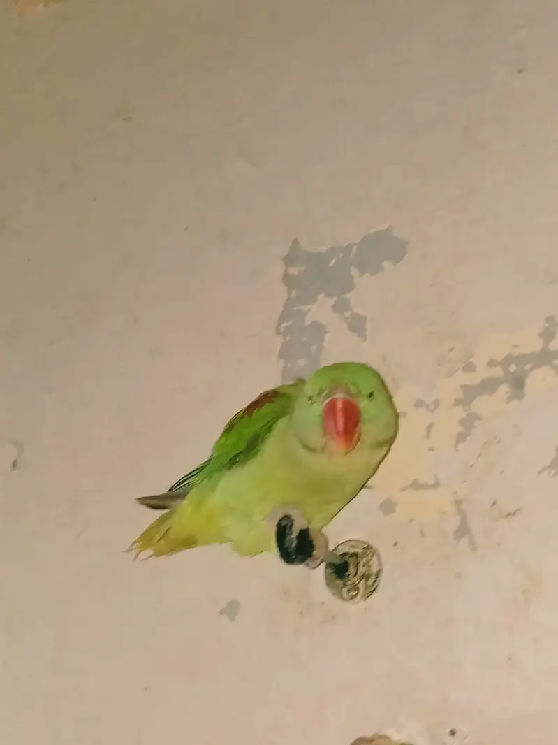 Row parrot — photo 3