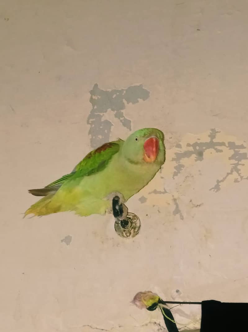 Row parrot 3