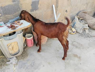 Bakra healthy achi breed Ka hain