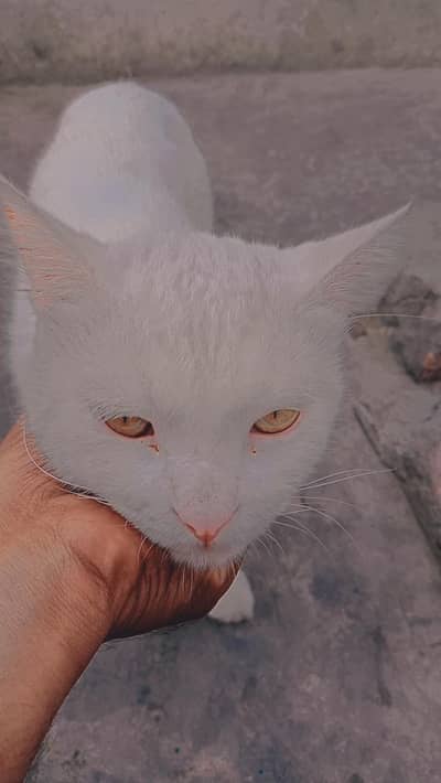 cat for sale