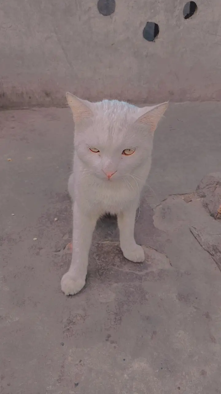 cat for sale — photo 2
