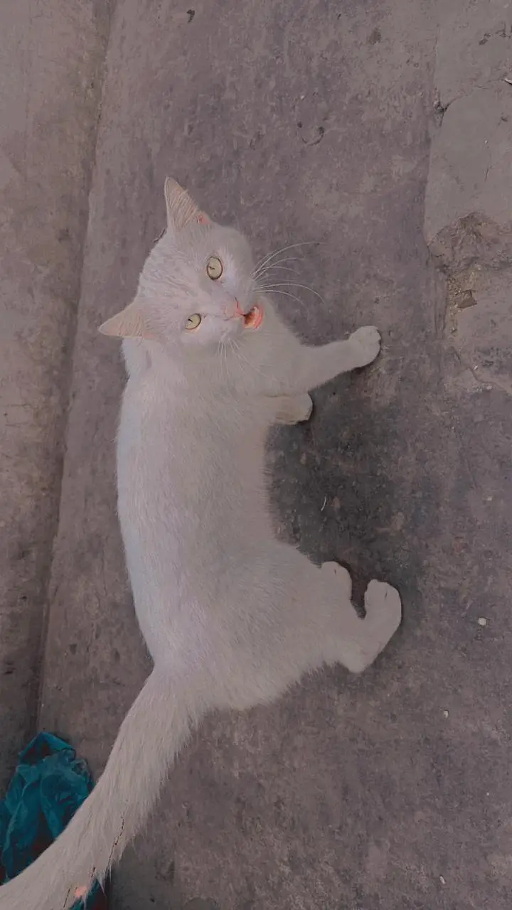 cat for sale — photo 3