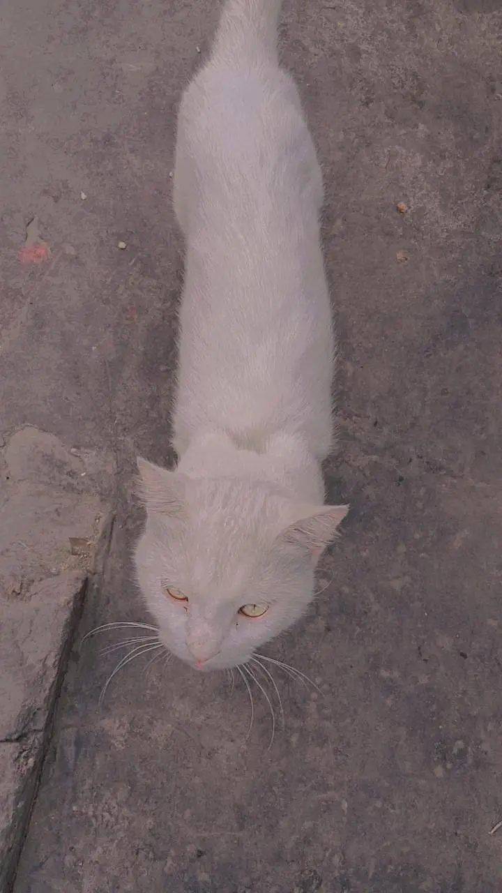 cat for sale — photo 4